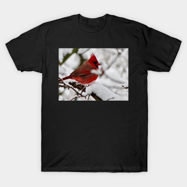 Winter Cardinal 4 T-Shirt by GDGCreations